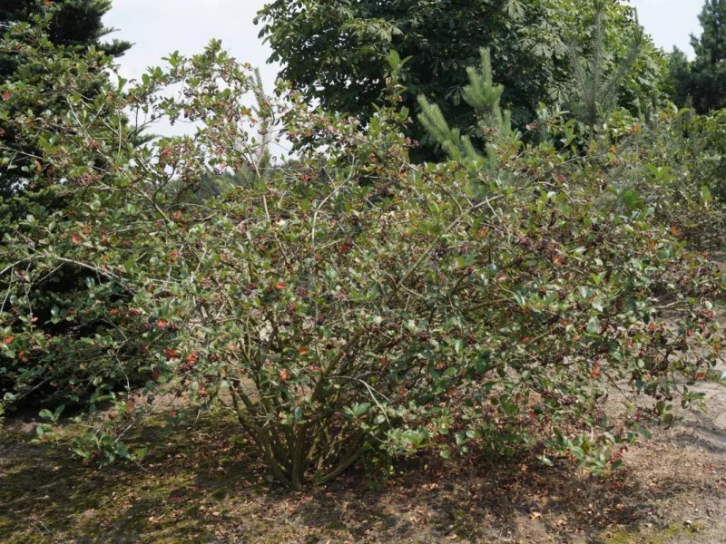 Aronia Prunifolia Viking (Appelbes)-4