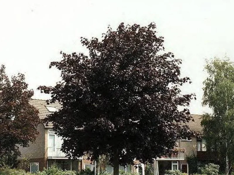 Acer Platanoides Faassen’s Black (Esdoorn)-1