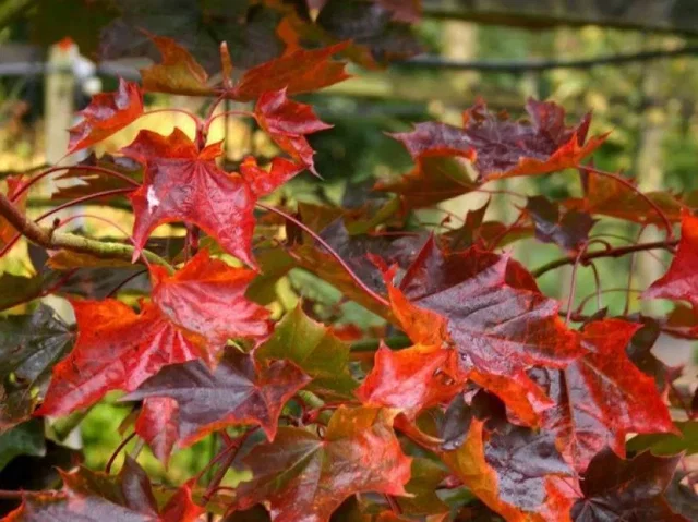 Acer Platanoides Faassen’s Black (Esdoorn)