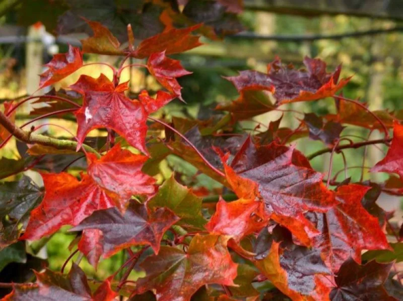 Acer Platanoides Faassen’s Black (Esdoorn)