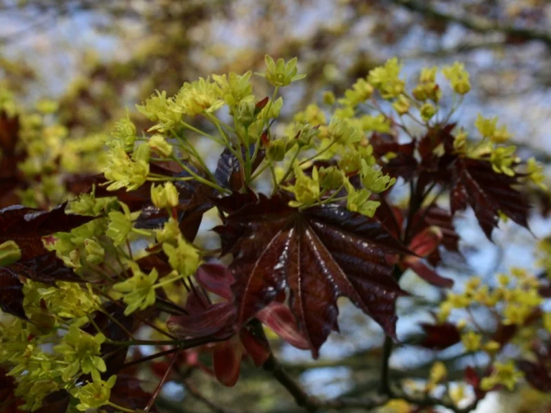 Acer Platanoides Faassen’s Black (Esdoorn)-3