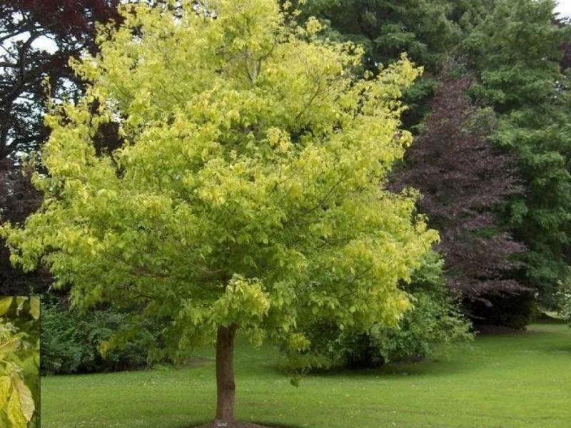 Acer Negundo Aureomarginatum (Bonte Vederesdoorn)