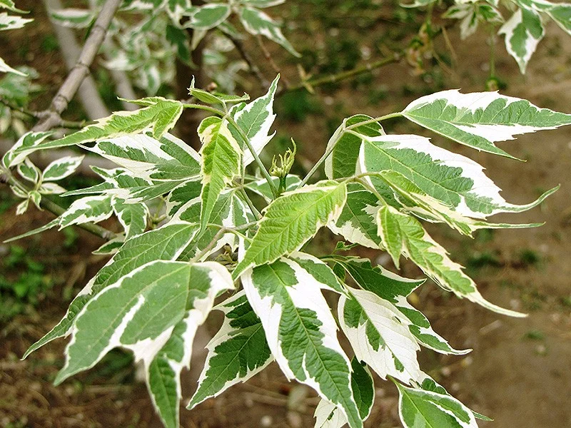 Acer Negundo Aureomarginatum (Bonte Vederesdoorn)