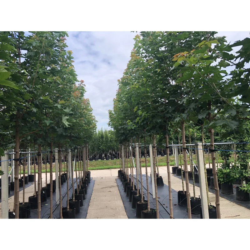 Acer Platanoides Cleveland (Noorse Esdoorn)