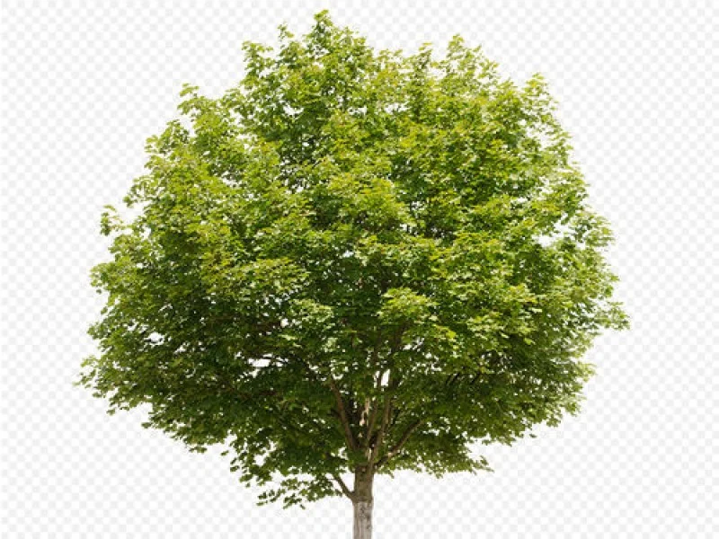 Acer Platanoides Cleveland (Noorse Esdoorn)