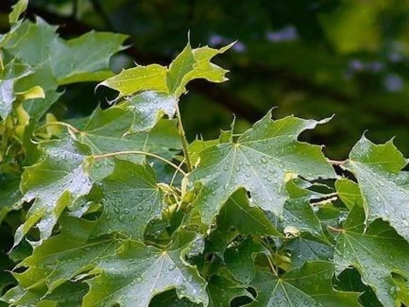Acer Platanoides Cleveland (Noorse Esdoorn)-3