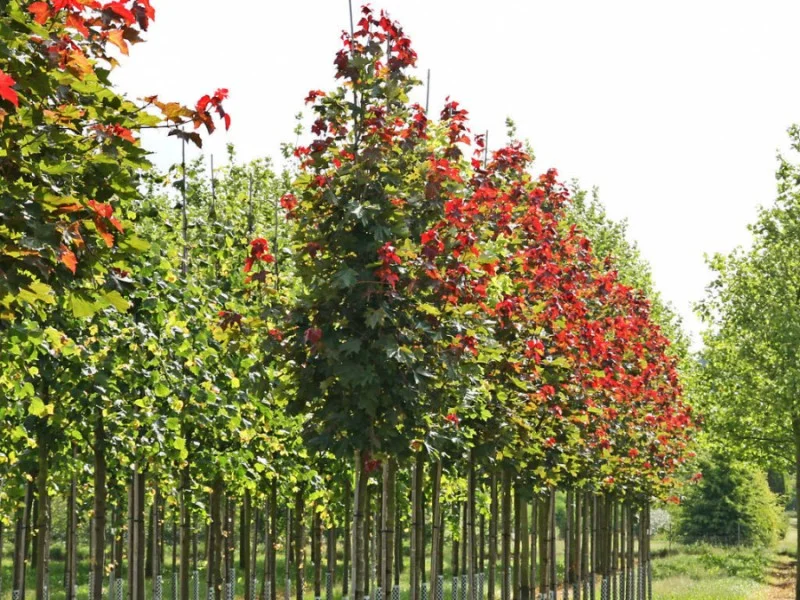 Acer Platanoides Deborah (Noorse Esdoorn)-1