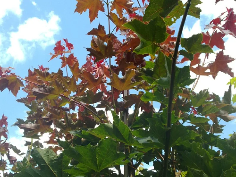 Acer Platanoides Deborah (Noorse Esdoorn)