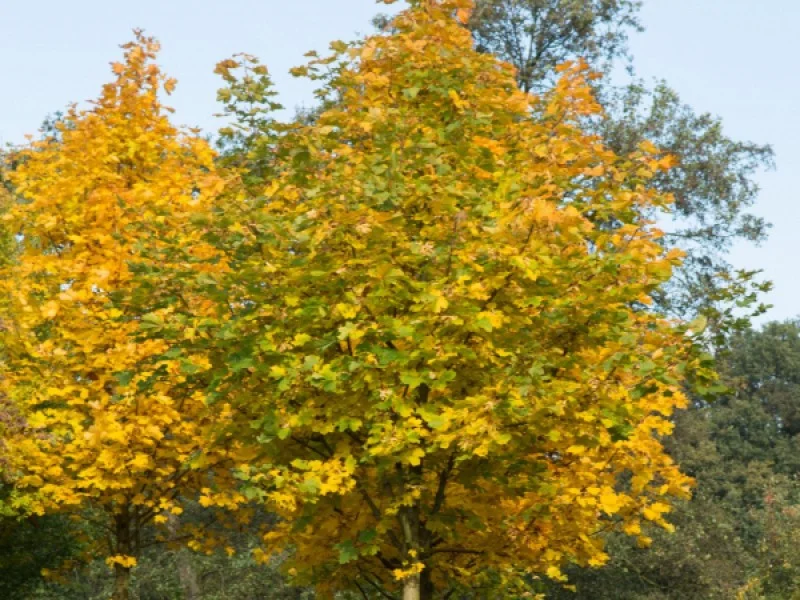 Acer Platanoides Farlake’s Green