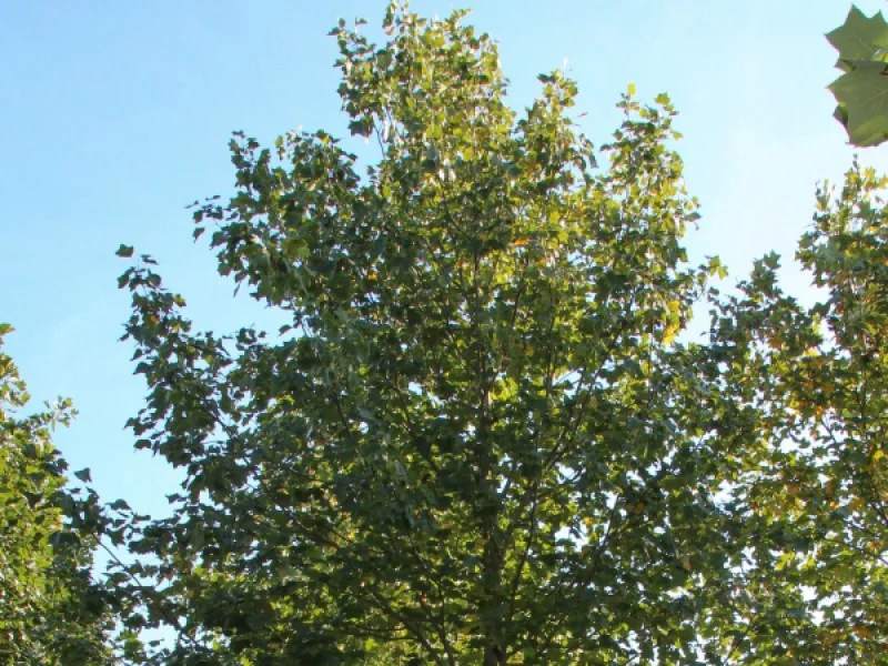 Acer Platanoides Farlake’s Green-2