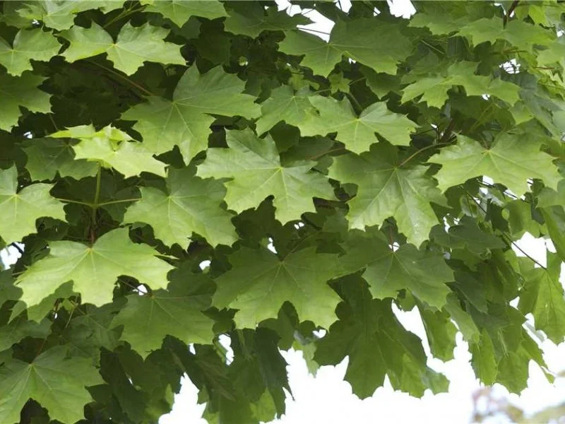Acer Platanoides Farlake’s Green-3