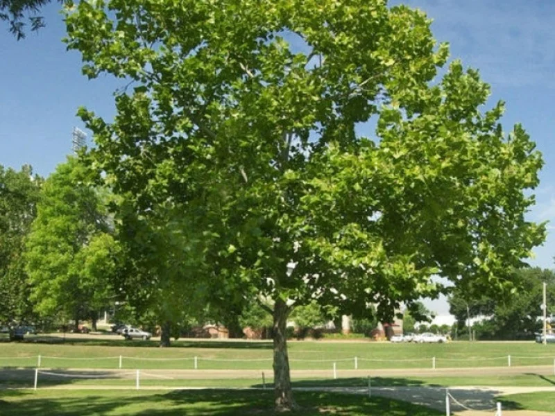 Acer Pseudoplatanus Rotterdam (Esdoorn)