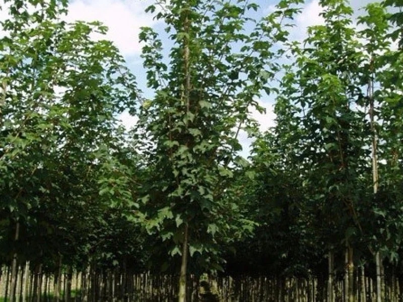 Acer Pseudoplatanus Rotterdam (Esdoorn)-2