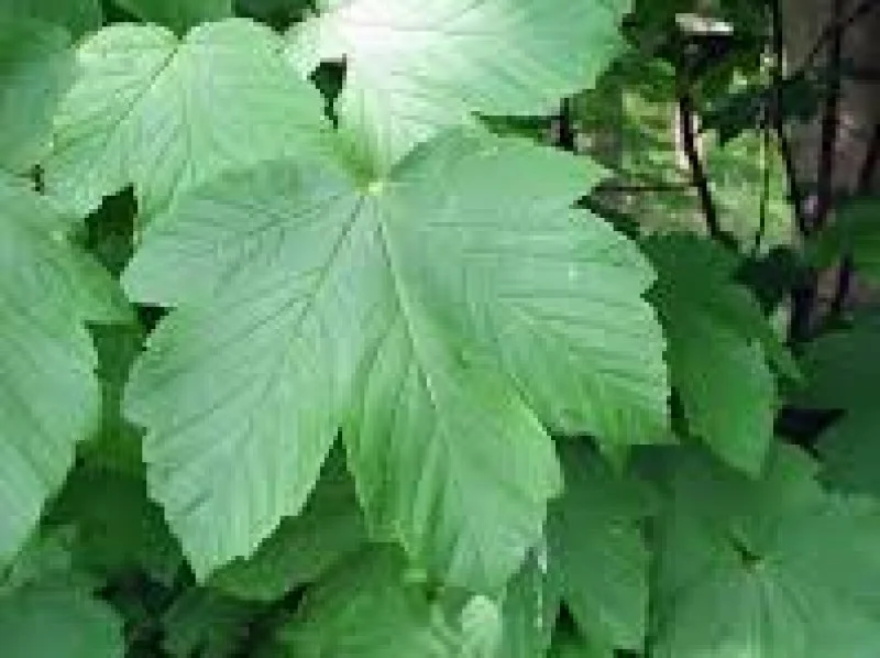 Acer Pseudoplatanus Rotterdam (Esdoorn)-3