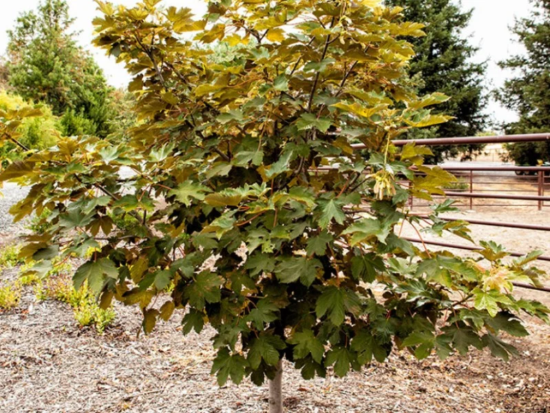 Acer Pseudoplatanus Prinz Handjery (Esdoorn)