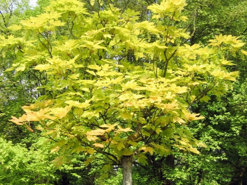 Acer Pseudoplatanus Prinz Handjery (Esdoorn)