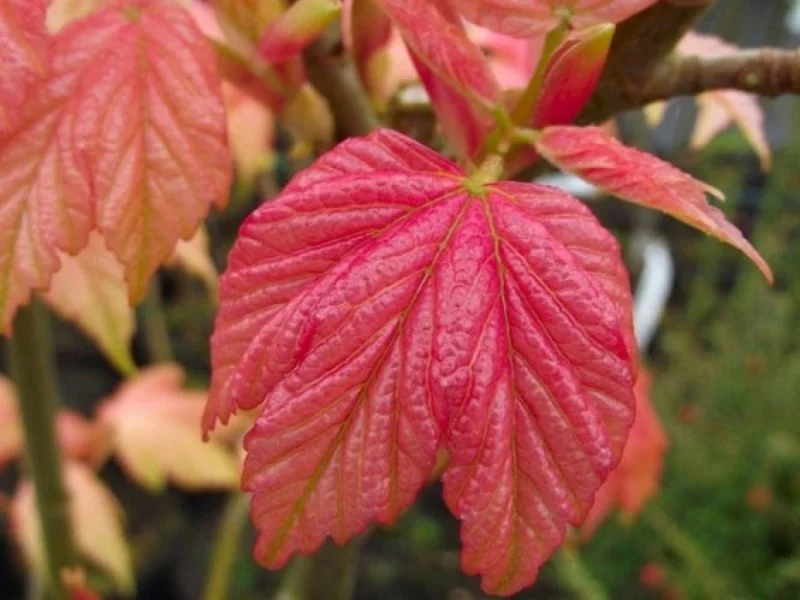 Acer Pseudoplatanus Prinz Handjery (Esdoorn)-3