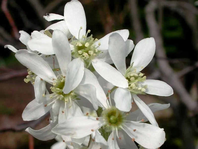 Amelanchier Laevis Snowflakes (Krentenboom)-1