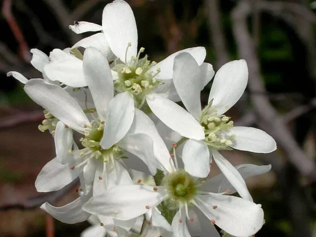Amelanchier Laevis Snowflakes (Felsenbirne)