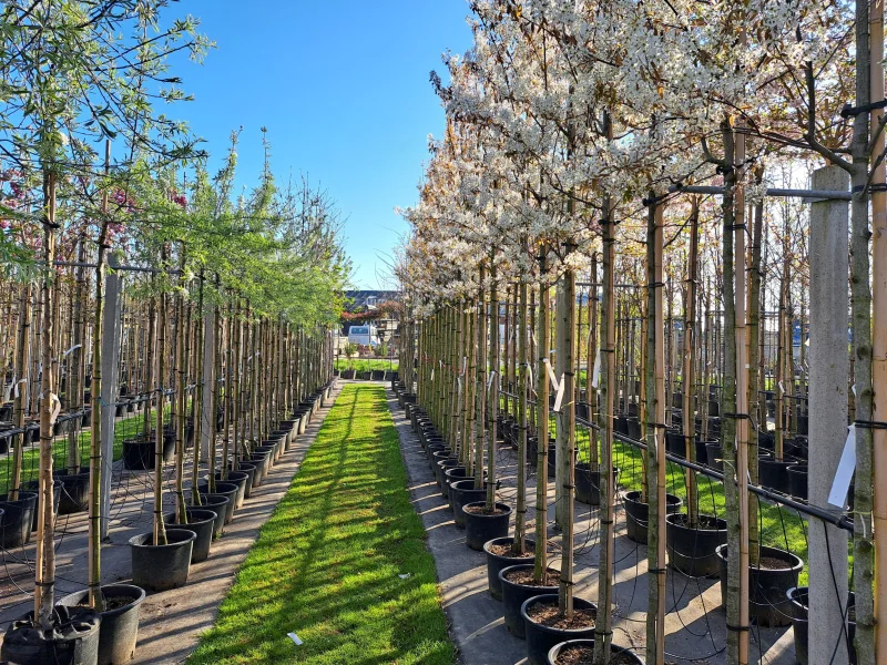 Amelanchier Laevis Snowflakes (Krentenboom)-2
