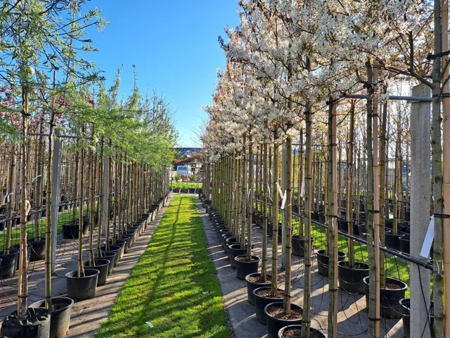 Amelanchier Laevis Snowflakes (Felsenbirne)