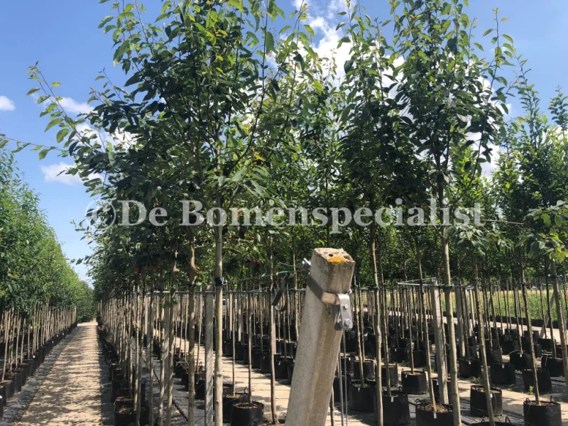 Amelanchier Laevis Snowflakes (Krentenboom)-3