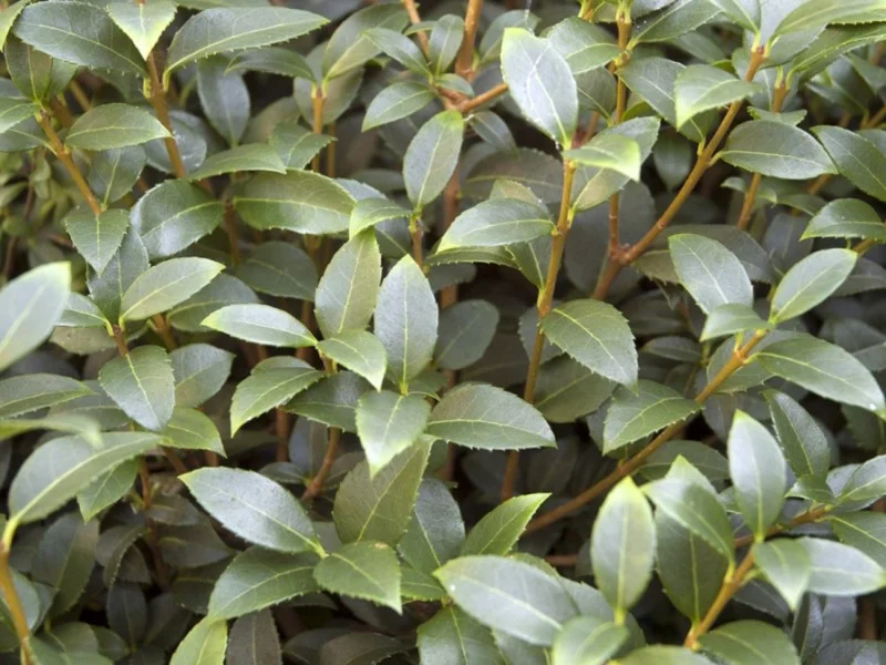 Osmanthus Burkwoodii (Schijnhulst)-2