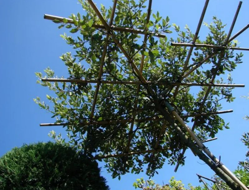 Quercus Ilex (Steeneik dakvorm)