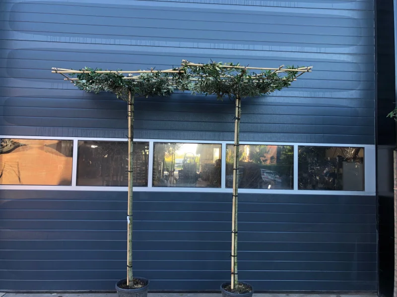 Quercus Ilex (Steeneik dakvorm)-2