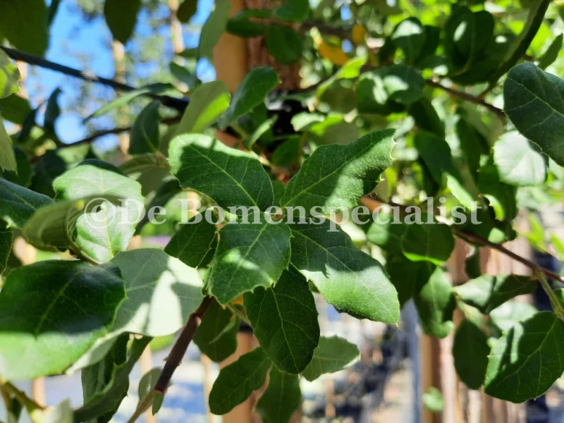 Quercus Ilex (Steeneik dakvorm)-6