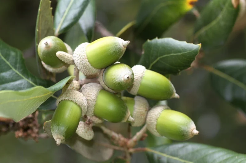 Quercus Ilex (Steeneik dakvorm)-7