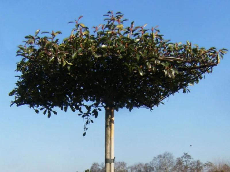 Photinia fraseri Red Robin dakvorm (Glansmispel)