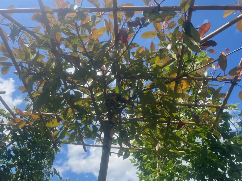 Photinia fraseri Red Robin dakvorm (Glansmispel)-2