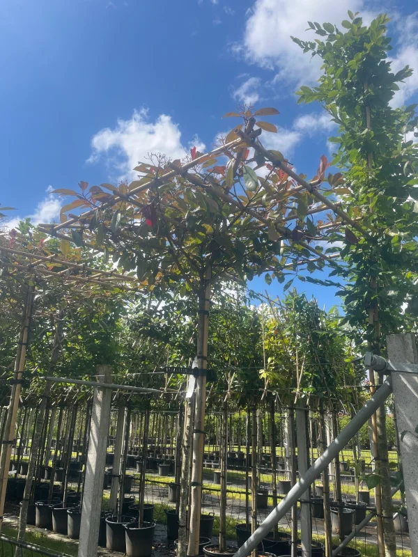 Photinia fraseri Red Robin dakvorm (Glansmispel)-3