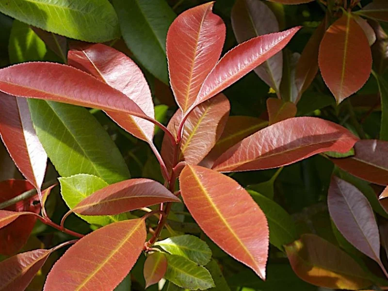 Photinia fraseri Red Robin dakvorm (Glansmispel)-5