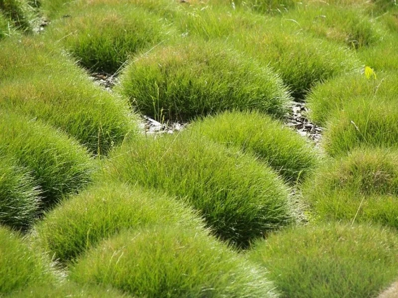 Festuca Gautieri