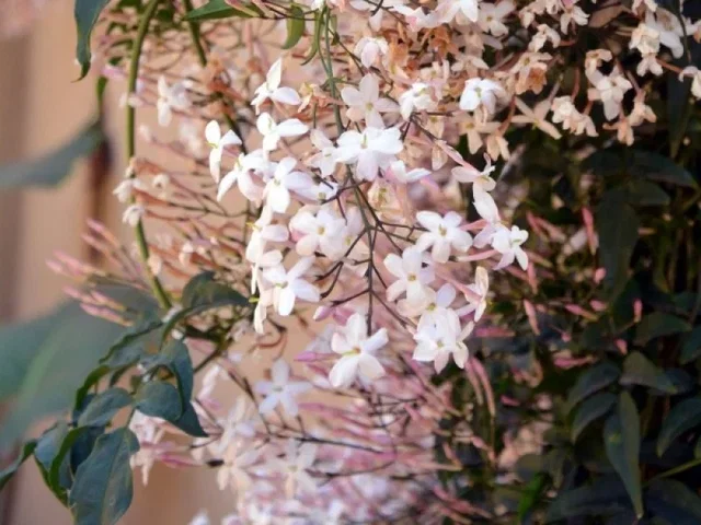 Toscaanse Jasmijn roze (Trachelospermum Jasminoides Pink Showers) Toscaanse Jasmijn roze (Trachelospermum Jasminoides Pink Showers)