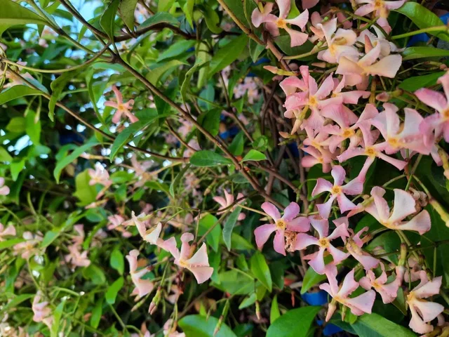 Toscaanse Jasmijn roze (Trachelospermum Jasminoides Pink Showers) Toscaanse Jasmijn roze (Trachelospermum Jasminoides Pink Showers)