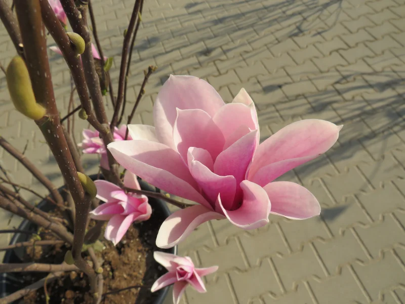 Magnolia Heaven Scent Meerstammig (Tulpenboom / Beverboom)-1