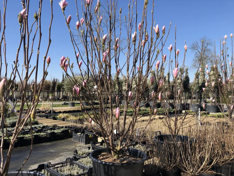 Magnolia Heaven Scent Meerstammig (Tulpenboom / Beverboom)-2