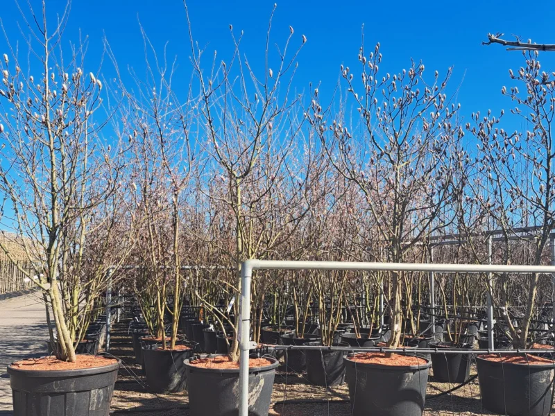 Magnolia Heaven Scent Meerstammig (Tulpenboom / Beverboom)-3