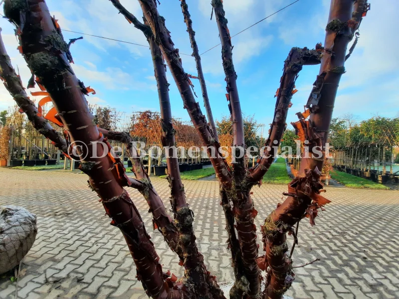 Prunus Serrula Meerstammig (Tibetaanse Sierkers)-1