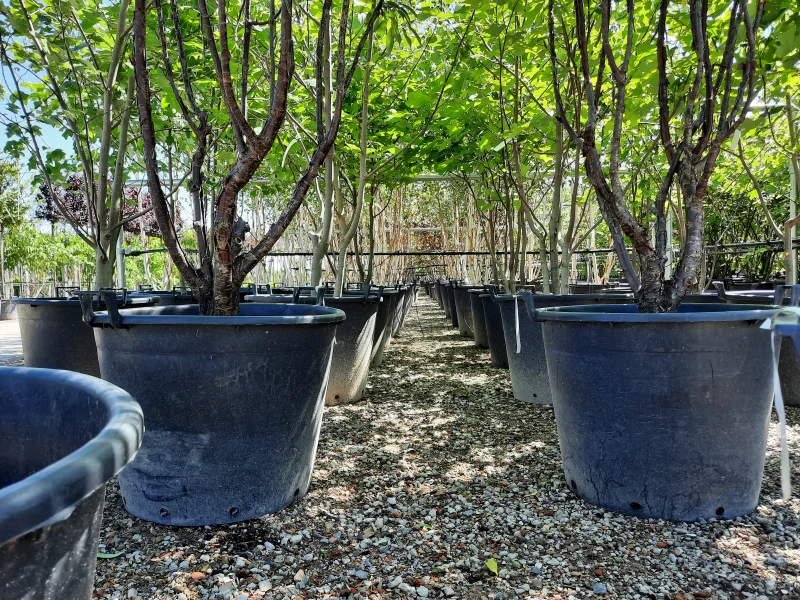 Prunus Serrula Meerstammig (Tibetaanse Sierkers)