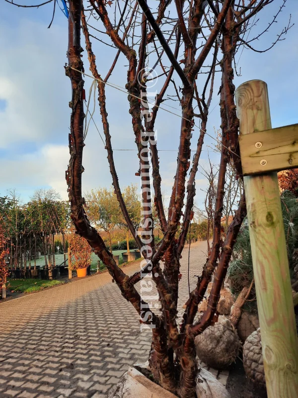 Prunus Serrula Meerstammig (Tibetaanse Sierkers)-3