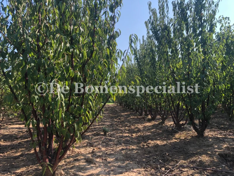 Prunus Serrula Meerstammig (Tibetaanse Sierkers)-5