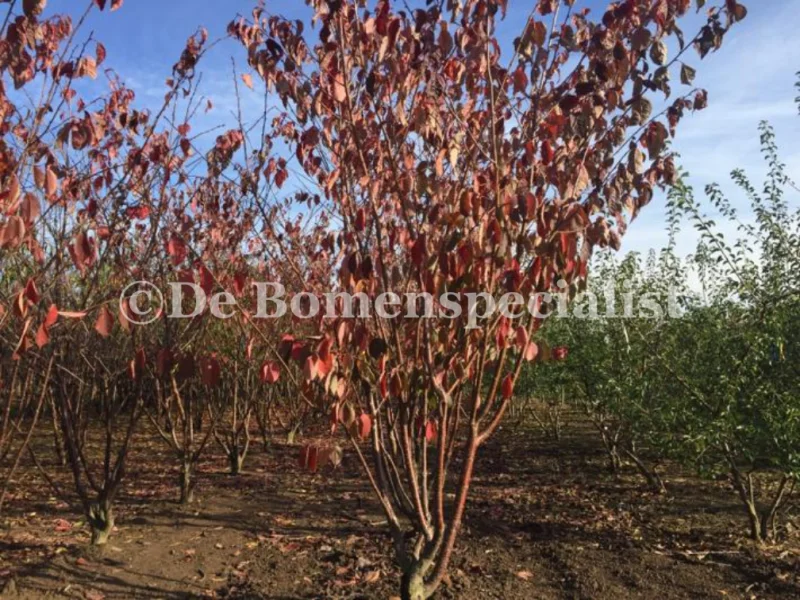 Prunus Serrula Meerstammig (Tibetaanse Sierkers)-6