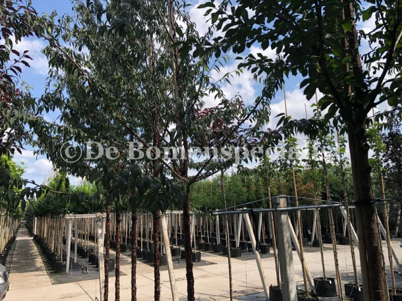 Prunus Serrula (Tibetaanse Sierkers)-2