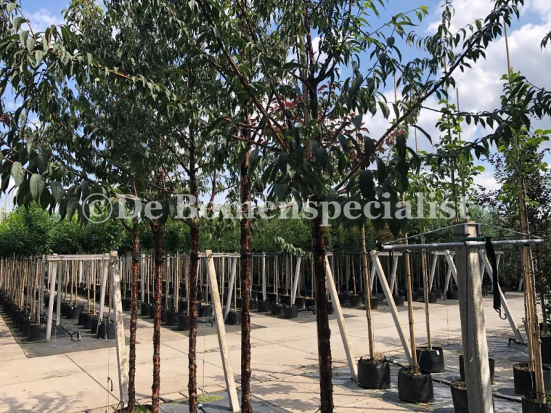 Prunus Serrula (Tibetaanse Sierkers)-3