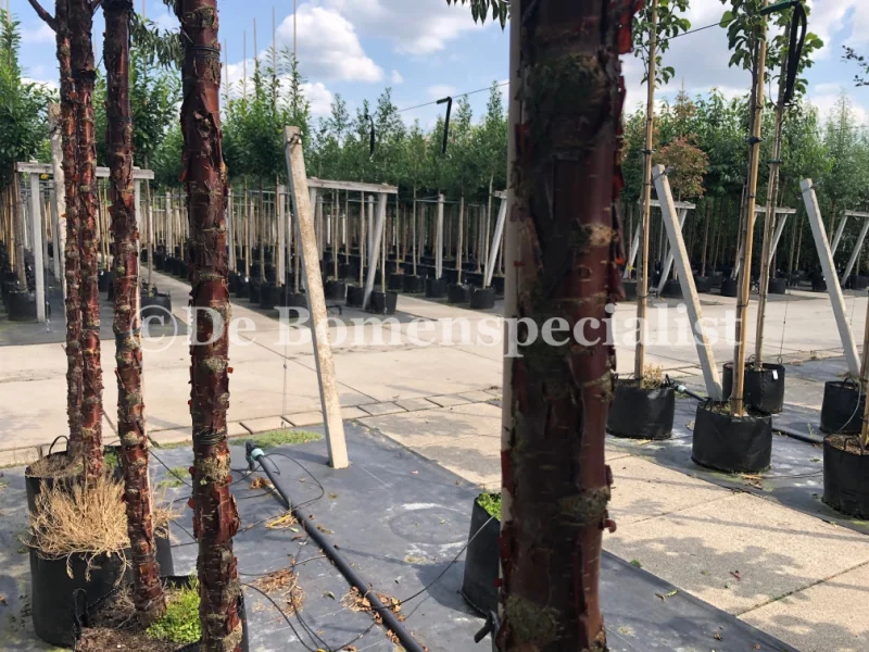Prunus Serrula (Tibetaanse Sierkers)-4