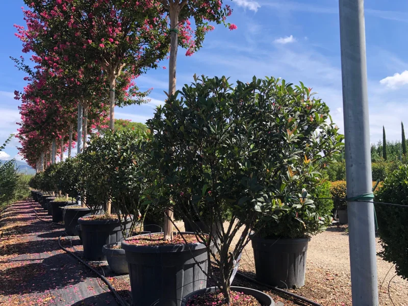 Lagerstroemia Indica (Roze Lagerstroemia)